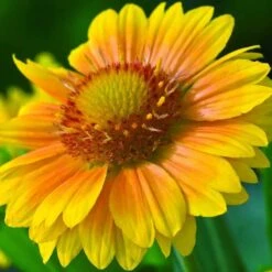 'Arizona Apricot' Blanket Flower -Greatgardenplants 545 2071 popup 468b192a 3e32 44e4 8295 93eb20f79efc sw