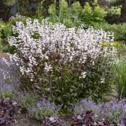 'Onyx And Pearls' Beardtongue -Greatgardenplants 548Penstemon OnyxandPearls 4