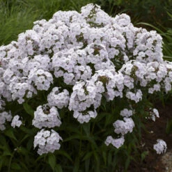 'Fashionably Early Crystal' Hybrid Phlox -Greatgardenplants 549Phlox FashionablyEarlyCrystal 4