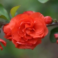 Double Take Orange™ Flowering Quince -Greatgardenplants 550 2089 popup