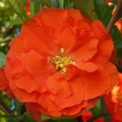Double Take Orange™ Flowering Quince -Greatgardenplants 550 2092 popup