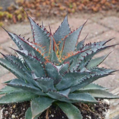 Mad About Mangave® 'Tooth Fairy' Mangave -Greatgardenplants 555Mangave ToothFairy 3