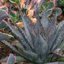 Mad About Mangave® 'Tooth Fairy' Mangave -Greatgardenplants 555Mangave ToothFairy 4