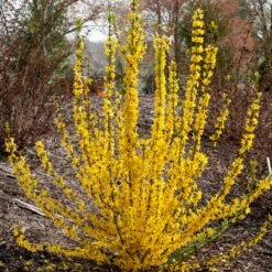 Show Off Starlet® Forsythia -Greatgardenplants 558 2138 popup