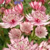 'Sparkling Stars Pink' Masterwort -Greatgardenplants 561 Astrantia sparkling stars pink 2