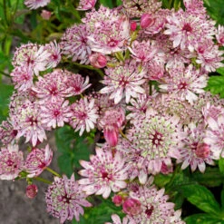 'Sparkling Stars Pink' Masterwort -Greatgardenplants 561 Astrantia sparkling stars pink 3