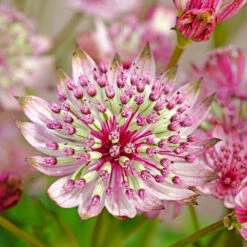 'Sparkling Stars Pink' Masterwort -Greatgardenplants 561 Astrantia sparkling stars pink 4