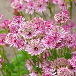 'Sparkling Stars Pink' Masterwort -Greatgardenplants 561 Astrantia sparkling stars pink 7