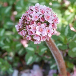 Umbrella Plant -Greatgardenplants 563 Darmera peltata umbrella 4