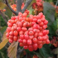 Tandoori Orange® Linden Viburnum -Greatgardenplants 565 2158 popup