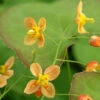 'Orange Queen' Barrenwort -Greatgardenplants 566 Epimedium orange queen 3