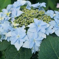 Tuff Stuff Ah-Ha® Mountain Hydrangea -Greatgardenplants 567 2164 popup