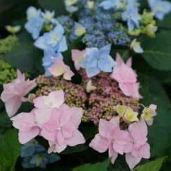 Tuff Stuff Ah-Ha® Mountain Hydrangea -Greatgardenplants 567 2166 popup