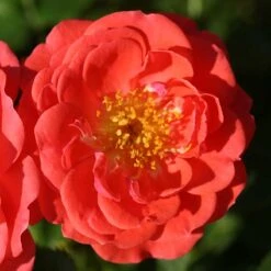 Oso Easy® Mango Salsa Rose -Greatgardenplants 569 2175 popup