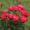 Oso Easy Double Red® Rose -Greatgardenplants 571 2177 popup