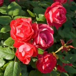 Oso Easy Double Red® Rose -Greatgardenplants 571 2180 popup