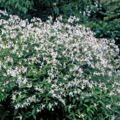Bowman's Root -Greatgardenplants 572 Gillenia trifoliata 1