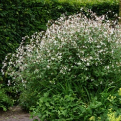 Bowman's Root -Greatgardenplants 572 Gillenia trifoliata 4
