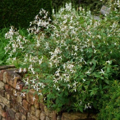 Bowman's Root -Greatgardenplants 572 Gillenia trifoliata 5