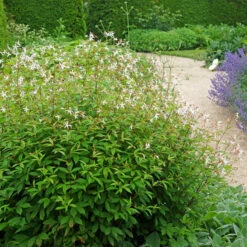 Bowman's Root -Greatgardenplants 572 Gillenia trifoliata 6