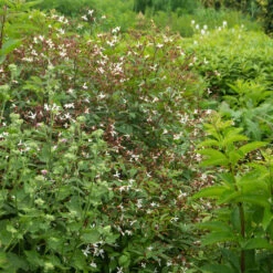 Bowman's Root -Greatgardenplants 572 Gillenia trifoliata 8