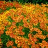 Mariachi™ 'Fuego' Helenium -Greatgardenplants 574 Helenium fuego 1