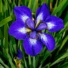 'I See Stars' Siberian Iris -Greatgardenplants 576 Iris i see stars 1