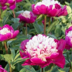 'White Cap' Peony -Greatgardenplants 582 Paeonia white cap 6