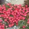 'Jewel Of Desert Ruby' Ice Plant -Greatgardenplants 582 2239 popup sw