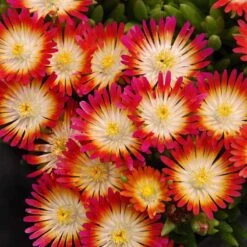 'Jewel Of Desert Ruby' Ice Plant -Greatgardenplants 582 2241 popup sw