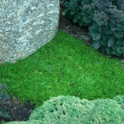 'Jewel Of Desert Ruby' Ice Plant -Greatgardenplants 582 2242 popup sw
