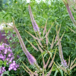 'Fascination' Culver's Root -Greatgardenplants 583 Veronicastrum fascination 3