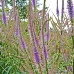 'Fascination' Culver's Root -Greatgardenplants 583 Veronicastrum fascination 4