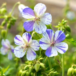 'Delft Blue' Cranesbill -Greatgardenplants 585 Geranium Delft blue 4