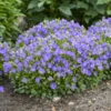 Mini Marvels™ Midnight Bellflower -Greatgardenplants 585ca1d15cfa5bee5adc6f912293d2a6