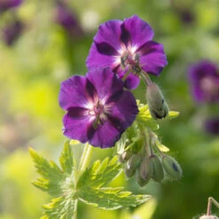 'Raven' Cranesbill -Greatgardenplants 586 Geranium raven 3