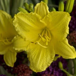 'Happy Returns' Daylily -Greatgardenplants 58e35d4820c06e74616336394aec8c26