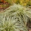 'Feather Falls' Sedge -Greatgardenplants 596CarexFEATHERFALLS 1