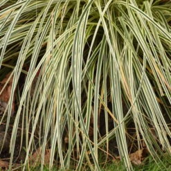 'Feather Falls' Sedge -Greatgardenplants 596CarexFEATHERFALLS 3