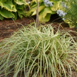 'Feather Falls' Sedge -Greatgardenplants 596CarexFEATHERFALLS 4