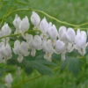White Bleeding Heart -Greatgardenplants 597Dicentraspectabilis Alba 1