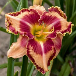Rainbow Rhythm® 'Lake Of Fire' Daylily