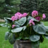 'Miss Piggy' Pigsqueak -Greatgardenplants 605Bergenia MissPiggy 1