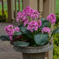 'Miss Piggy' Pigsqueak -Greatgardenplants 605Bergenia MissPiggy 3
