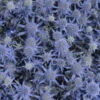 'Blue Glitter' Sea Holly -Greatgardenplants 606Eryngiumplanum BlueGlitter 1