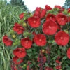 Summerific® 'Cranberry Crush' Perennial Hibiscus -Greatgardenplants 607Hibiscus CranberryCrush 1
