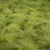 Prairie Dropseed -Greatgardenplants 620Sporobolusheterolepis 1