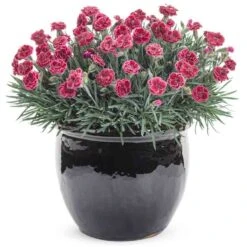 Fruit Punch® 'Black Cherry Frost' Dianthus -Greatgardenplants 634 2695 popup