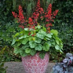 Dolce® 'Appletini' Coral Bells -Greatgardenplants 635 2698 popup