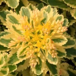 'Atlantis' Stonecrop -Greatgardenplants 639 2718 popup e5add1f9 3377 4841 ac33 76dffe76c01b